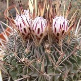 Echinofossulocactus crispatus flexispinus JLcoll.1326.jpg